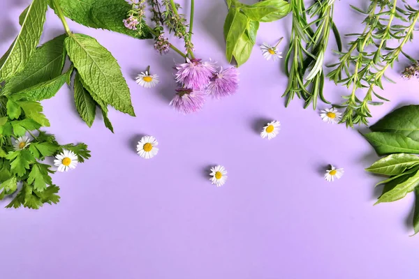 紫色のバックグに小さなヒナギクを持つ様々な芳香族の新鮮なハーブ — ストック写真