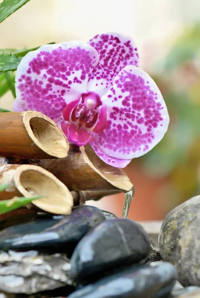 Dicht op een bamboe fontein en orchidee met water dat op zwarte stenen stroomt — Stockfoto