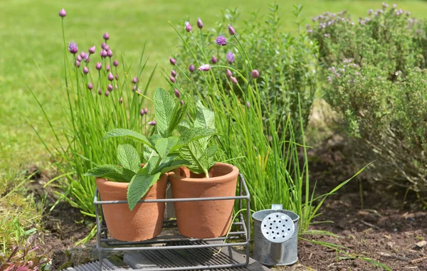 Leaf of mint in flowerpot in front of chives and thyme blooming in garden — Stock Photo, Image