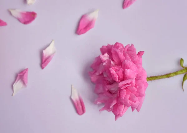 Beautiful  pink rose double-flowered on  mauve background — Stock Photo, Image
