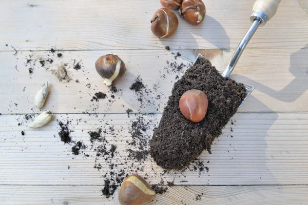 Top view on planter full of soil aith a flower bulb on a wooden — Stock Photo, Image