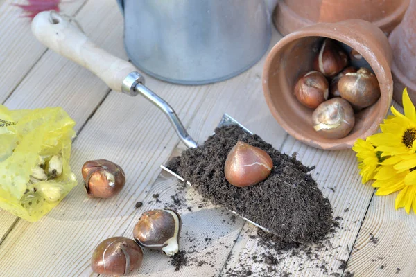 Blumenzwiebeln im Dreck in einer Schaufel auf einem Holztisch — Stockfoto