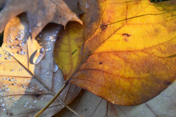 Buntes goldenes abgestorbenes Blatt auf dem herbstlich nassen Boden — Stockfoto