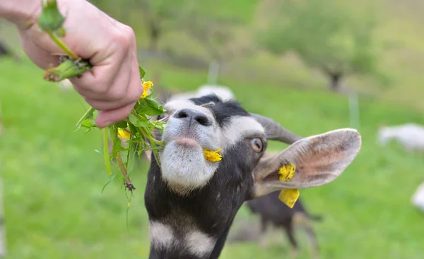 Portret van mooie alpine geit grazen bloemen in een hand van een man — Stockfoto