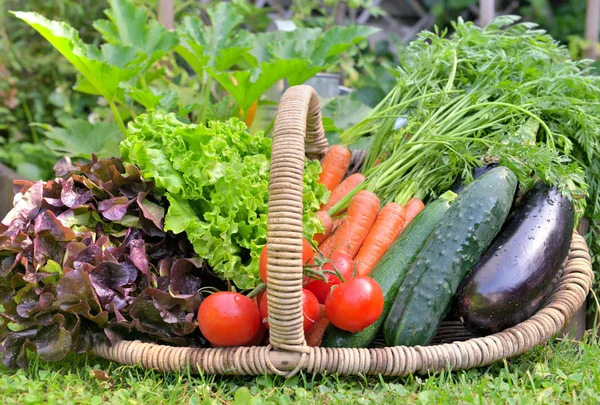 Cestino pieno di verdure fresche davanti a un orto — Foto Stock
