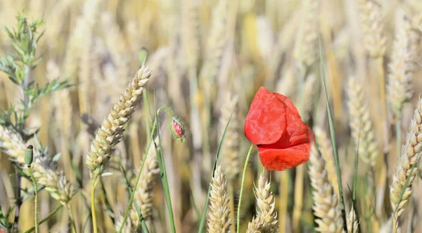 Buğday bir alanda haşhaş çiçeklenme yakın — Stok fotoğraf