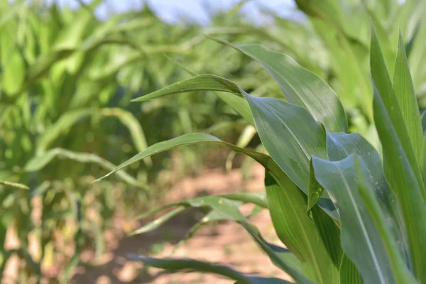 Sluiten op bladeren van maïs growint in een veld — Stockfoto