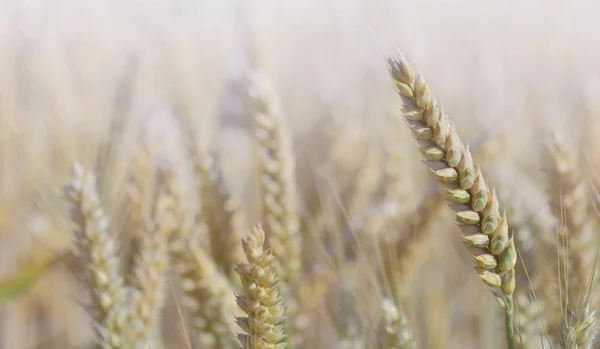 Cerca de la espiga madura del crecimiento del trigo en el campo —  Fotos de Stock