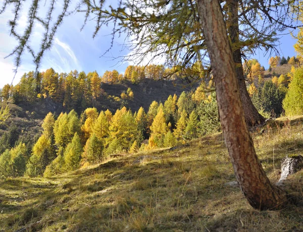 Bosque alpino colorido de larches e abetos no outono — Fotografia de Stock