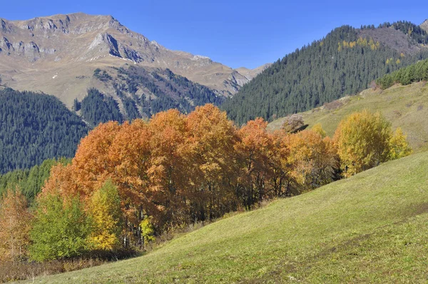 Träd med vackra höstliga färger i en Kopse framför Rocky Mountain — Stockfoto