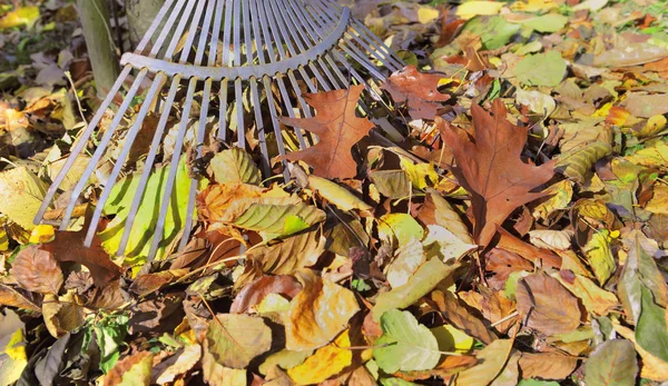 Rastrello in un mucchio di foglie autunnali in un giardino — Foto Stock
