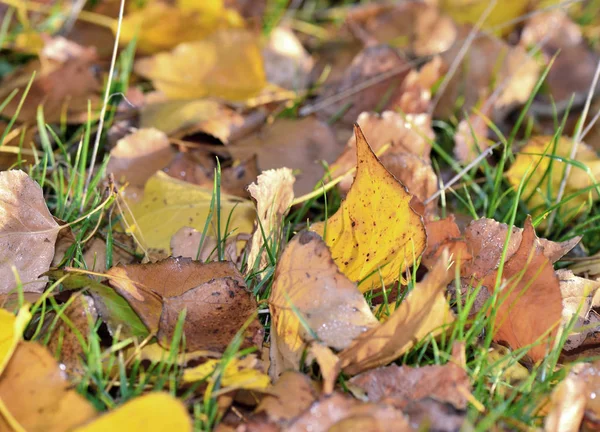 Fermer sur les feuilles jaunes et brunes avec des couleurs automnales dans l'herbe — Photo