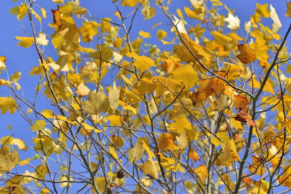 ใบไม้ที่สวยงามและมีสีสันในต้นเมเปิ้ลภายใต้ท้องฟ้าสีฟ้าในฤดูใบไม้ร่วง — ภาพถ่ายสต็อก
