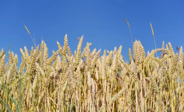 Crudo di grano maturo e dorato in un fiel sotto il cielo azzurro — Foto Stock