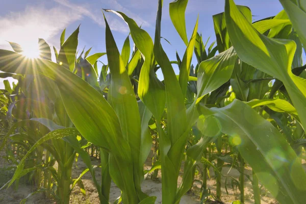 Blízko na listě od kukuřice na poli pod sluncem — Stock fotografie