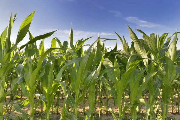 Kultura pěstování kukuřice v poli pod modrým nebem — Stock fotografie