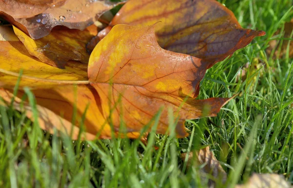 Nah an einem goldenen hellen Laub auf dem Gras — Stockfoto