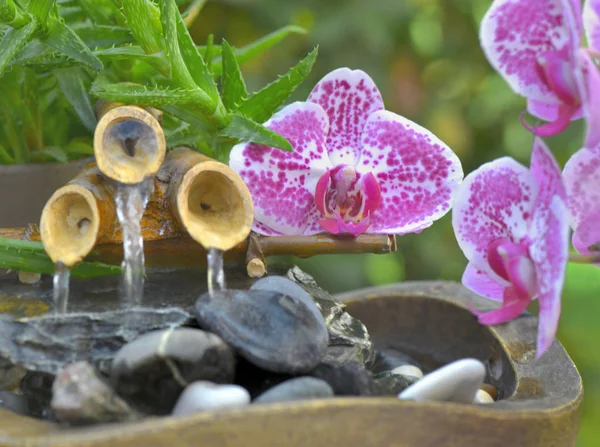Orkide pembe çiçekler biraz dekoratif bambu fountai koymak — Stok fotoğraf