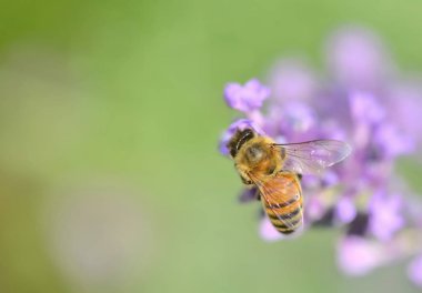 yeşil arka planda lavanta çiçeği üzerinde bir bal arısı yakın 