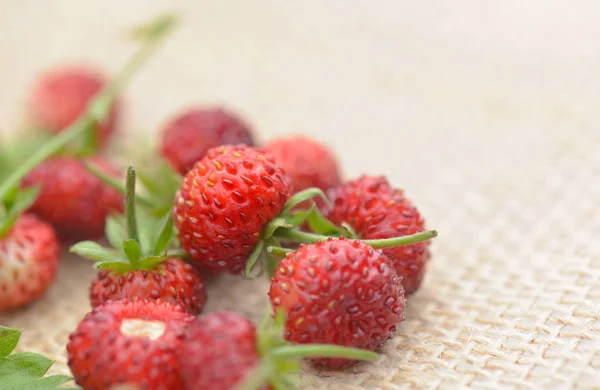 Close  on fresh wild strawberries on natural  fabric background — Stock Photo, Image