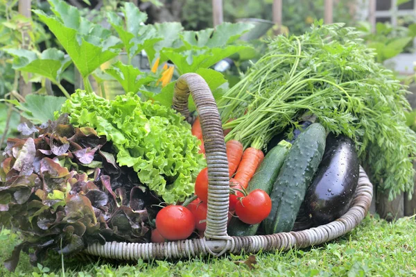 Kurv fuld af friske grøntsager foran en vegatabel have - Stock-foto