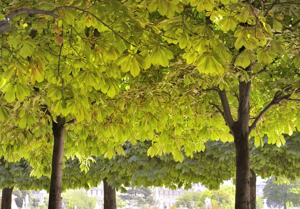 उन्हाळ्यात पॅरिसला अवैध पार्कमध्ये चेस्टनटच्या झाडांचे पत्रके आणि ट्रक — स्टॉक फोटो, इमेज