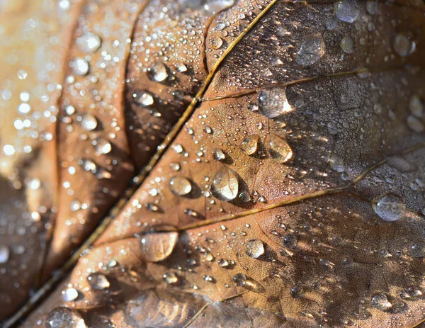가을에 갈색 잎을 덮은 물 방울에 닫습니다. — 스톡 사진