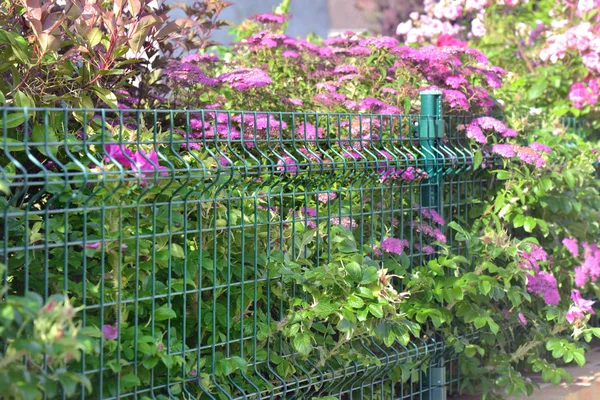 Sluit op groene draad netten in een prachtige verschillende Haag bloeiende en hekwerk een tuin — Stockfoto