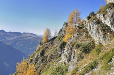 mavi gökyüzü altında sarı karaçam ve dağ arka plan ile kaya duvarda görünümü 