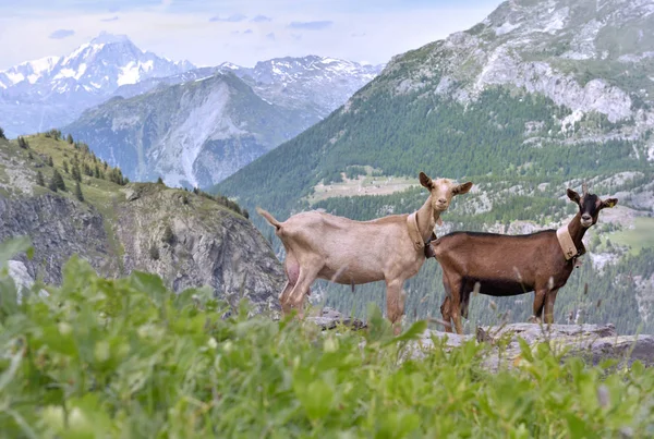 Capre de fermă în picioare pe stâncă în munte alpin — Fotografie, imagine de stoc