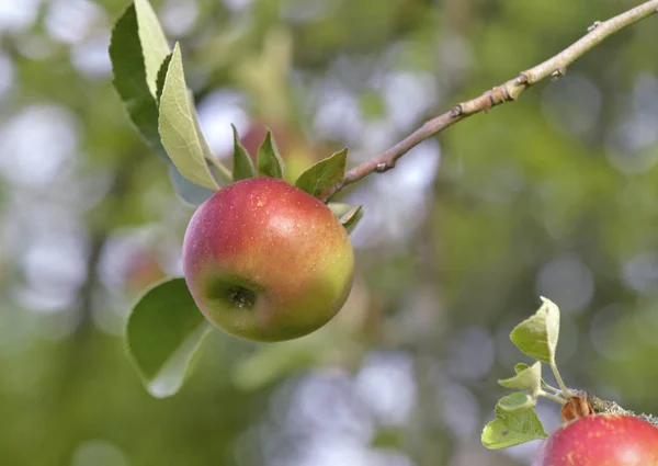 Close on an apple growing on a tree on a banch in summer — Stock Photo, Image