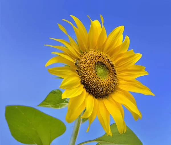 Schließen Sie auf einer schönen Sonnenblume blüht auf blauem Hintergrund — Stockfoto