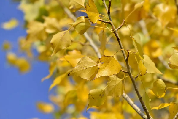 Close on a colorful yellow foliage of a birch background — Stock Photo, Image