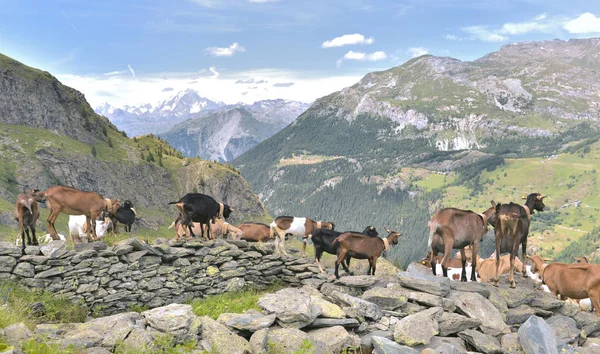 Turmă de capre de fermă în stânci în peisajul montan alpin — Fotografie, imagine de stoc