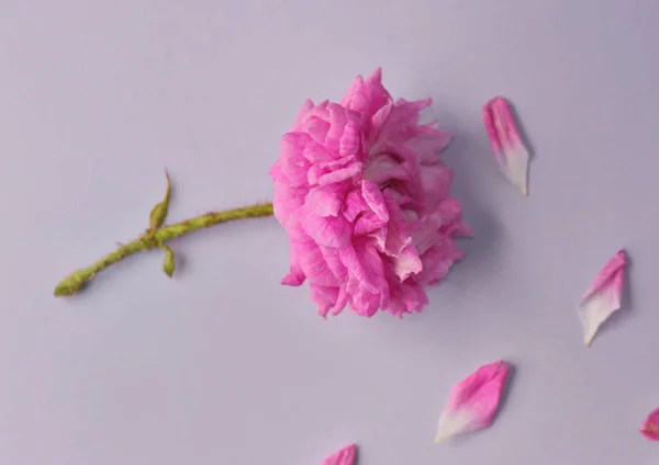 Virág vágott egy rosebuch fukszia rózsaszín dupla virágú szirmok háttér — Stock Fotó