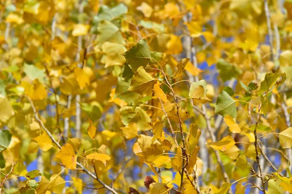 Fermer sur un fond de feuillage jaune coloré — Photo