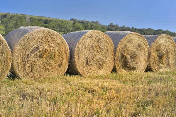 Fresh bales of hay on line in a field — Stock Photo, Image