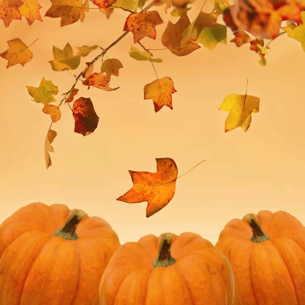 Decorative pumpkins and leaves on orange background for halloween celebration — Stock Photo, Image