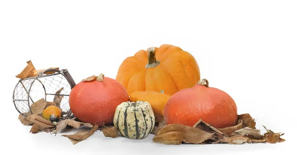 Pumpkins and other squashes in leaves on white background — Stock Photo, Image