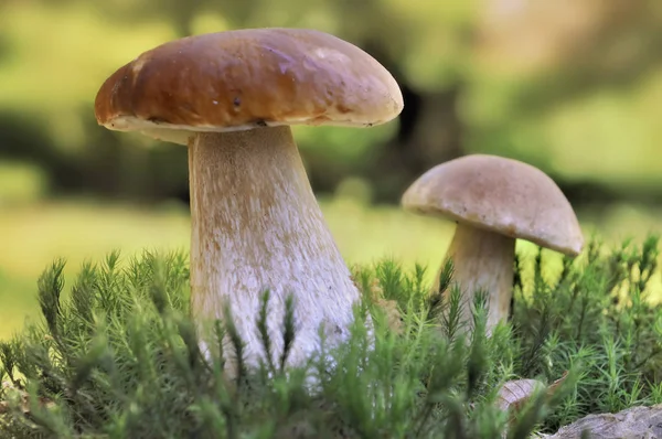 Vicino a funghi che crescono in muschio in foresta — Foto Stock