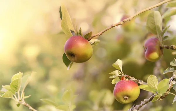 Beautiful red apples in the tree under sunny background — Stock Photo, Image