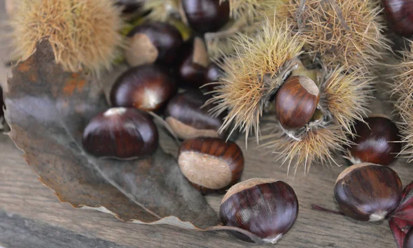 fresh sweet chestnuts abnd shells on a board