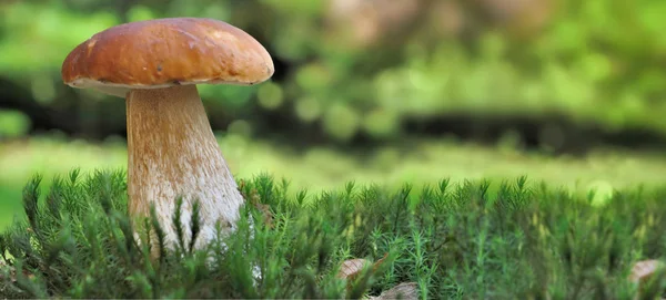 Vista panoramica su un bellissimo fungo boletus suil muschio nel bosco — Foto Stock