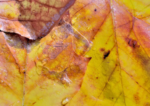 На разноцветном золотом мертвом листе, покрытом влагой и льдом — стоковое фото