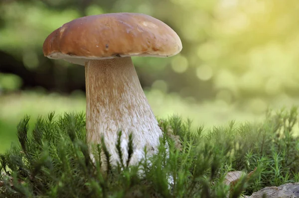 Bella crescita funghi porcini nel muschio nel bosco su sfondo colorato — Foto Stock