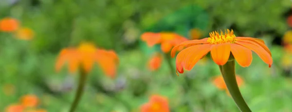 Beautiful orange flowers blooming on green background — Stock Photo, Image