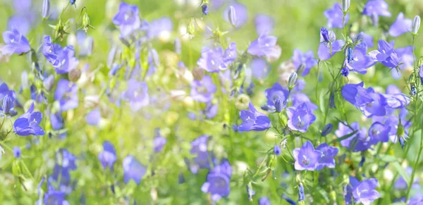 Панорамний вид на блакитні квіти в мадярі — стокове фото