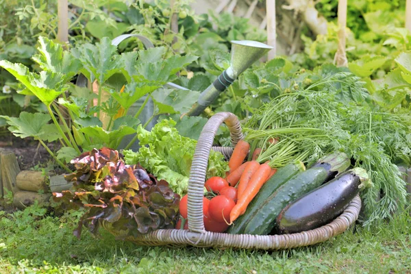Корзина полная свежих овощей положить на траву перед — стоковое фото