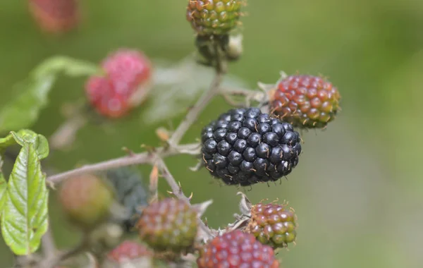 Perto de blackberry crescendo no arbusto em fundo verde — Fotografia de Stock