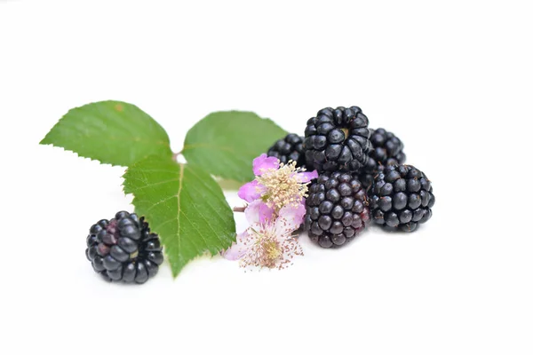 Group of freshness blackberries with leaf and flower isolated on white background — Stock Photo, Image